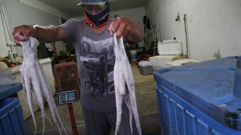 Mejora producción y precios del pulpo maya, afirman pescadores de Sisal