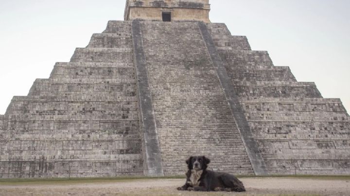 Cultur Mérida retoma operación de rescate a perros en la zona arqueológica de Chichén Itzá