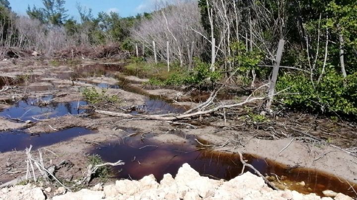 Profepa clausura obras en el manglar Sac-Bajo en Isla Mujeres tras devastación de flora