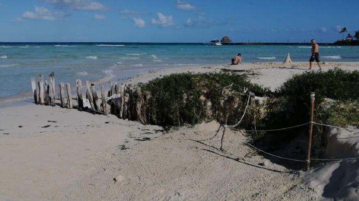 Isla Mujeres: Prevén protección de plantas de ornato en Playa Norte