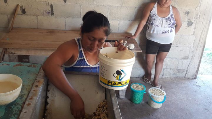 Sin previo aviso, aumenta en 40% costo del costal de maíz en Felipe Carrillo Puerto