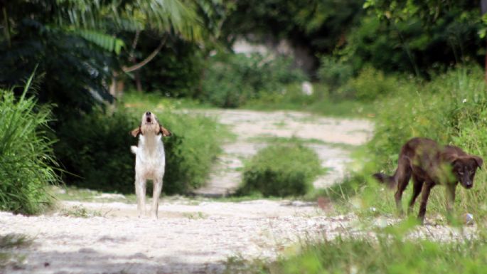 Perros callejeros, los más vulnerables ante el ruido de la pirotecnia en Cancún