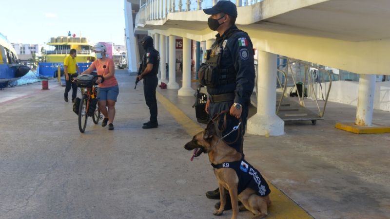 Perros policías operarían de manera ilegal en Cozumel; aquí la razón
