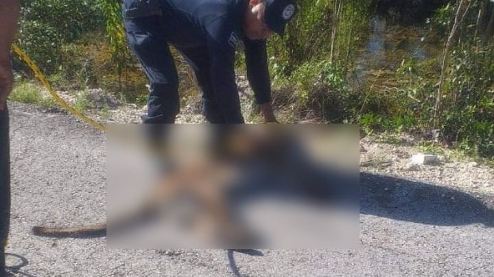 Ejemplar de puma muere tras ser atropellado en la carretera Cafetal-Mahahual