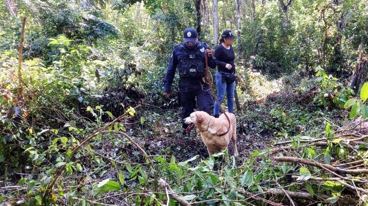 Montan operativo de búsqueda para localizar a hombre desaparecido en Puerto Morelos