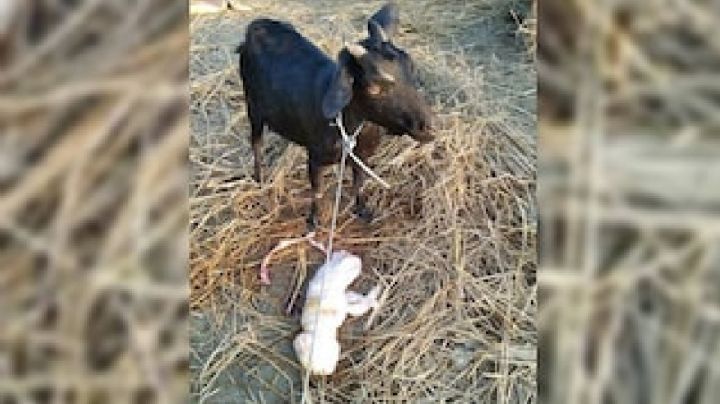 ¿Cabra con rostro humano? Nacimiento de cría conmociona en India