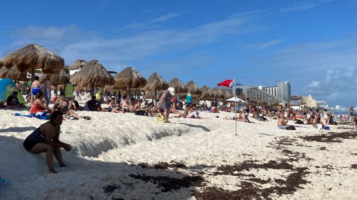 Recala sargazo en Playa Delfines de Cancún; hay fuerte oleaje: EN VIVO
