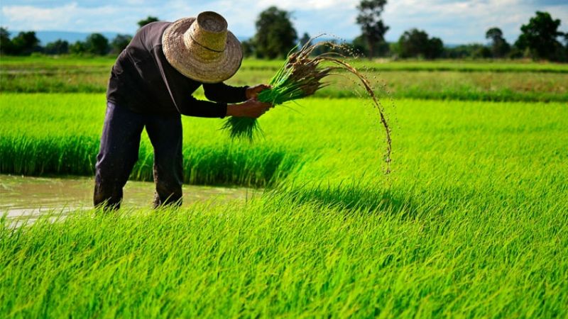 Campeche ocupa primer lugar en producción de arroz a nivel nacional: Sader