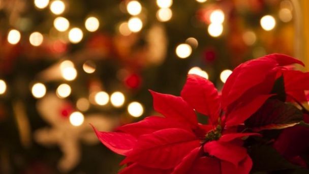 Flor de nochebuena: ¿de dónde viene la tradición de usarla en Navidad? |  PorEsto