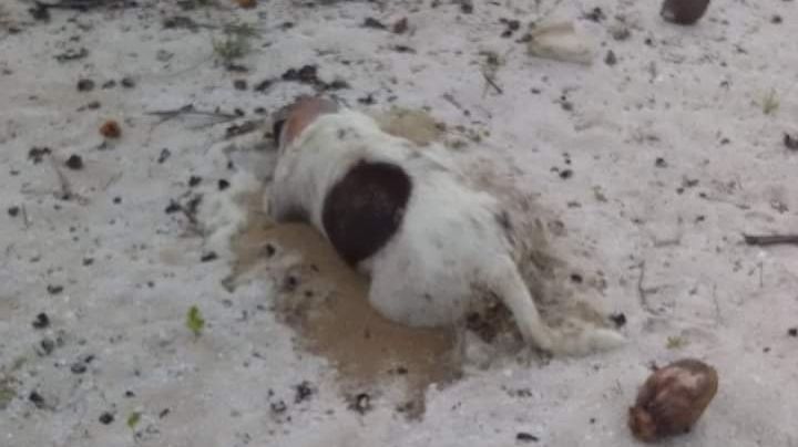 Reportes de perros envenenados alerta a pobladores de San Crisanto