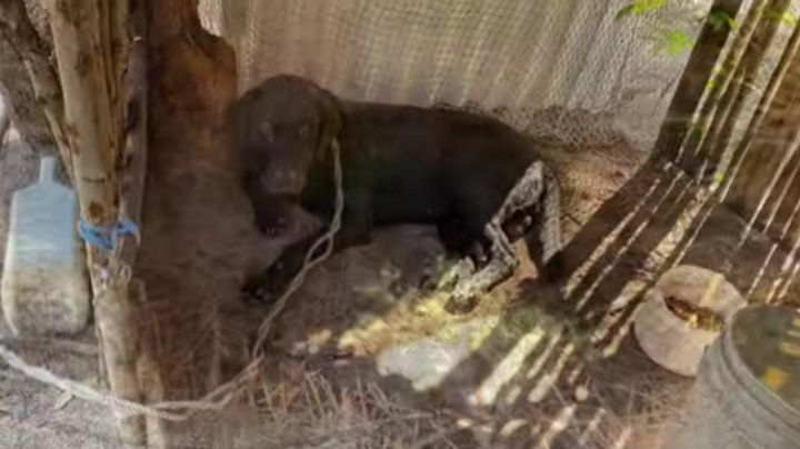 Rescatan a un perro y un jaguar que cayeron en un pozo en una comunidad de la Costa Maya