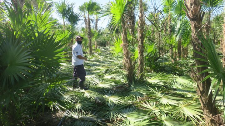 Agricultor logra cultivar Palma 'chit' en Hunucmá