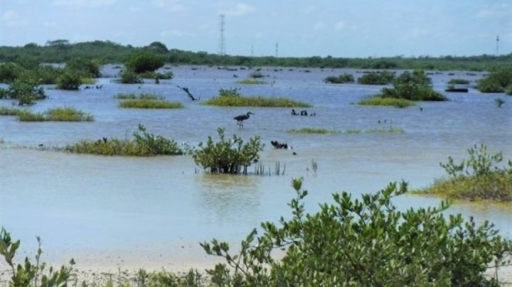 Comité cívico pide protección de manglares en Q.Roo al Gobierno de México