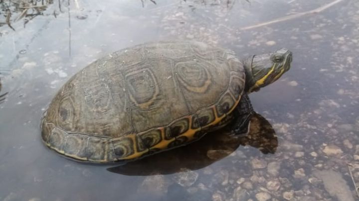 Rescatan a una tortuga de ser atropellada en Progreso