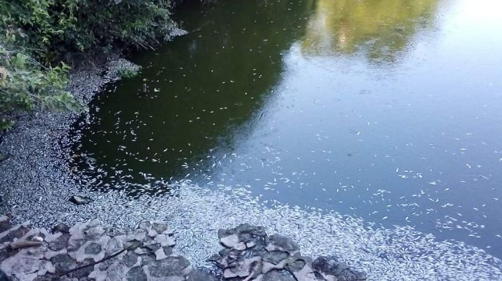 Aparecen más peces muertos en arroyo de Bacalar