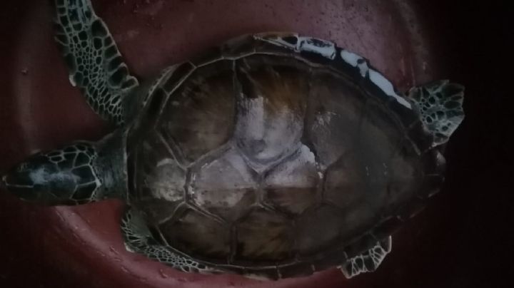Rescatan tortuga en un domicilio particular en Ciudad del Carmen