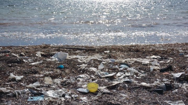Recalan grandes cantidades de basura en Playa Coral de Cancún