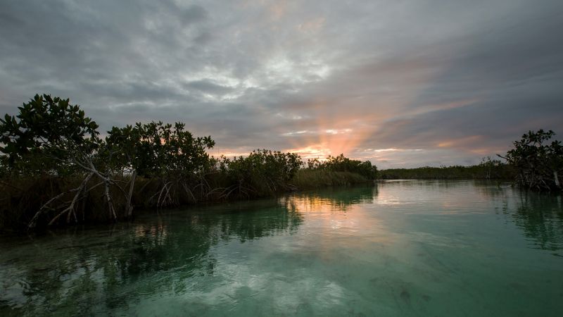 Descubren antiguo “mundo perdido” de manglares en la Península de Yucatán