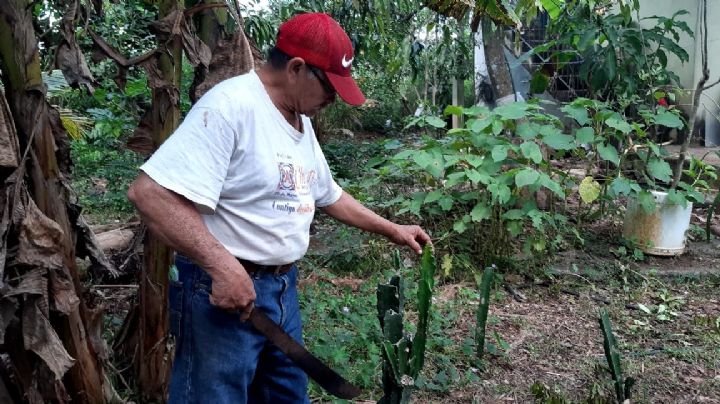 Plantas medicinales en Yucatán, sin interés para su uso; hay más de 640 especies