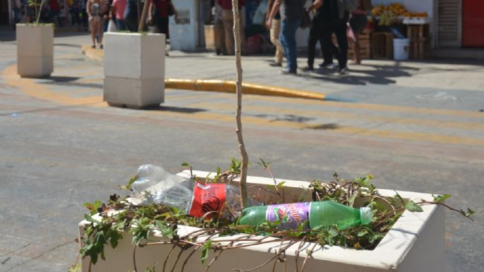 Maceteros, nuevos basureros para ciudadanos de Mérida