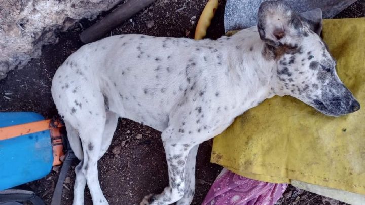 Joven denuncia el envenenamiento de sus perros en Bethania, Campeche