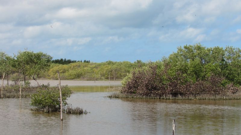 Invasores toman terrenos del mangle en Río Lagartos