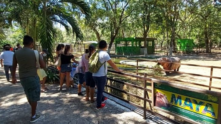 Reapertura de Jardín Zoológico Payo Obispo en Chetumal mantiene buena afluencia