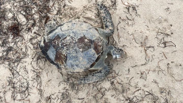 Encuentran una tortuga muerta en la playa de Progreso