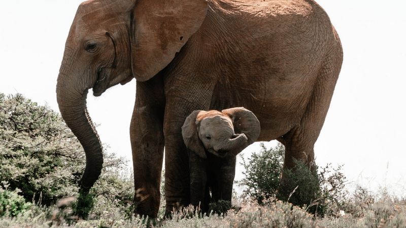 Elefantes africanos corren el riesgo de extinguirse: UICN