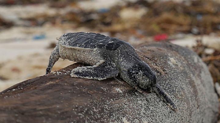Tortugas marinas en Quintana Roo mueren atrapadas en las redes de pesca