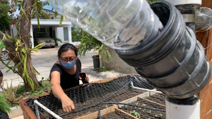 Familia convierte basurero clandestino en un huerto urbano en Mérida