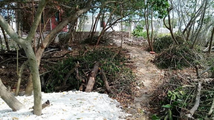 Humedal de Río Lagartos en peligro de perderse por deterior ambiental, denuncian