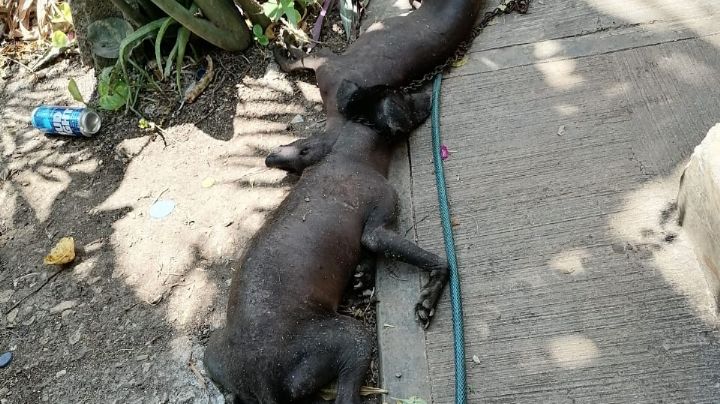 Abejas africanas matan a dos perros en Tizimín