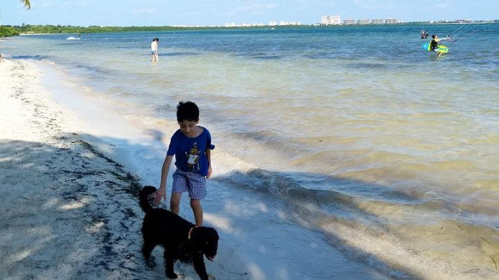 Playa Coral de Cancún: Un lugar ideal para llevar a tu mascota