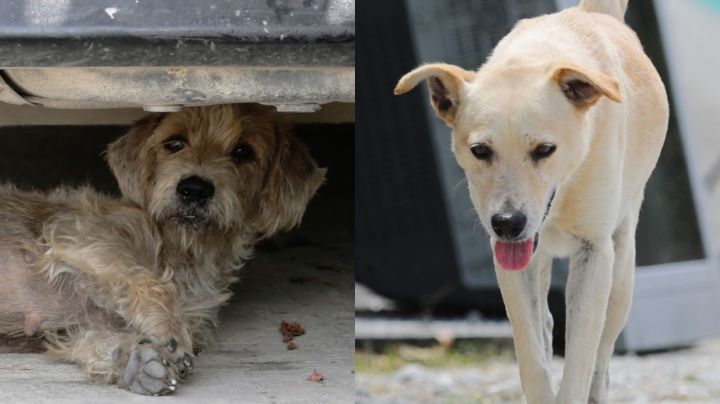 Existen 27 mil perros que no son atendidos por su familia en Cancún: Bienestar Animal