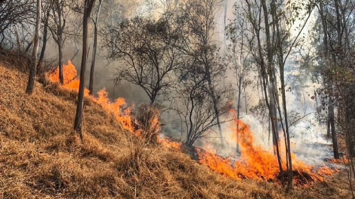 Se registra incendio en el Bosque de Chapultepec en CDMX: VIDEO