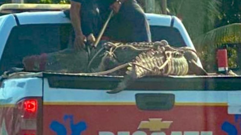 Bomberos rescatan a un cocodrilo en la comunidad de XulHa de Othón P. Blanco
