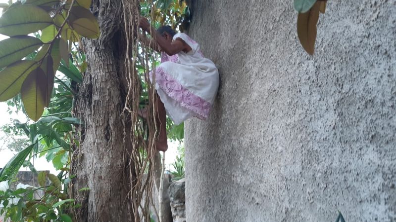 Doña Mechita, la abuelita que se subió a un árbol de caimitos en Tizimín