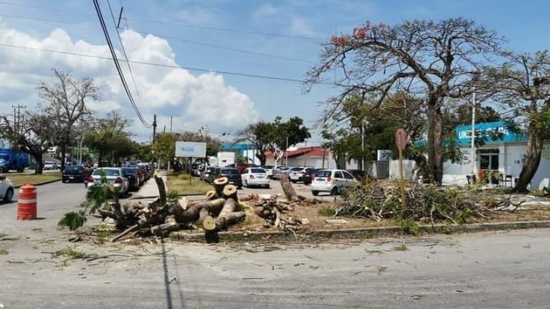 Chetumaleños protestan por tala de emblemático árbol en el Hospital General