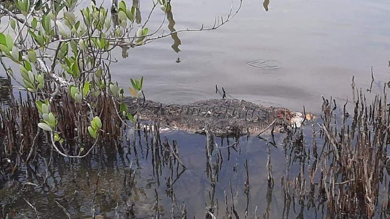Atacan a balazos a cocodrilos en Dzidzantún, Yucatán