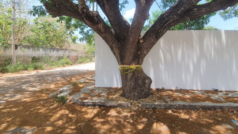 Reportan intento de ecocidio: dañan el tronco de un árbol al norte de Mérida