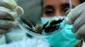 Mal de Chagas, amenaza de muerte silenciosa en Yucatán