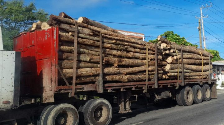 Campeche, el estado con mayor pérdida forestal de México