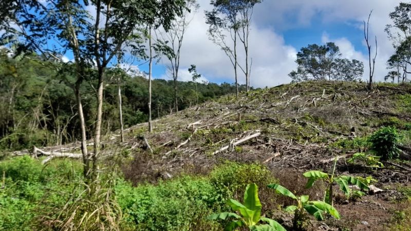 Campeche, el estado más deforestado de la Península de Yucatán: Conafor