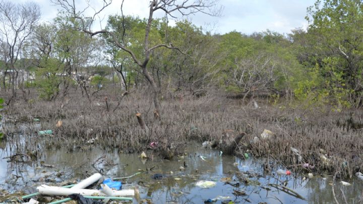 IMCO califica a Campeche como el peor en conservación ambiental