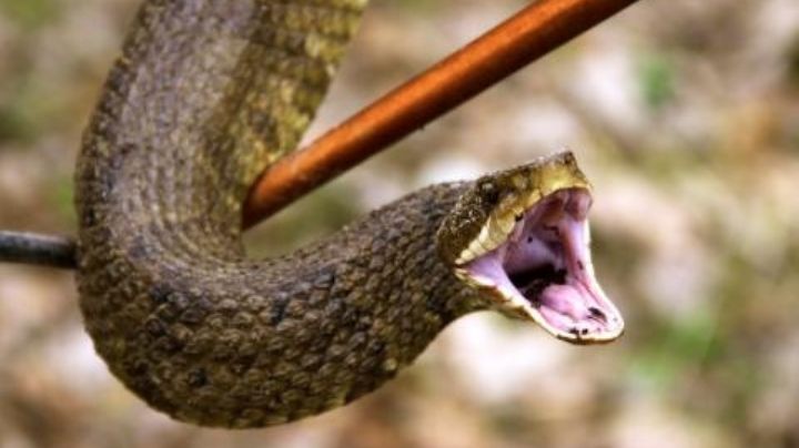 Qué hacer en caso de ser mordido por una serpiente venenosa