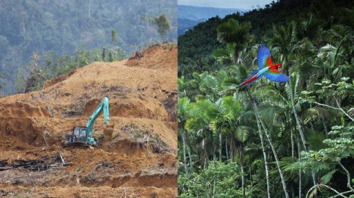Nuevo ordenamiento urbano de Tulum generará un ecocidio: Ambientalista