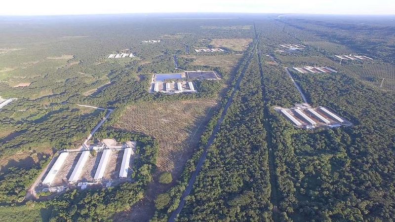 Greenpeace pide a México resuelva sobre granjas porcícolas en la Península de Yucatán