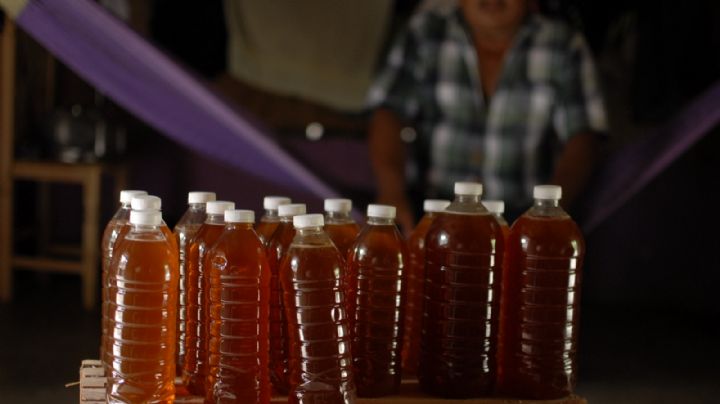Menonitas afectan a 35 mil familias de apicultores por deforestación en Quintana Roo