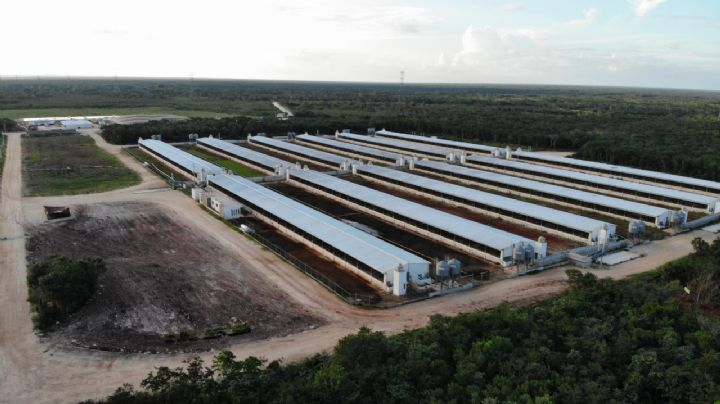 Juez suspende granja porcícola en Chapab, Yucatán